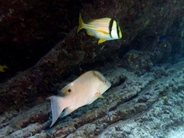 Porkfish and Hogfish IMG 3315